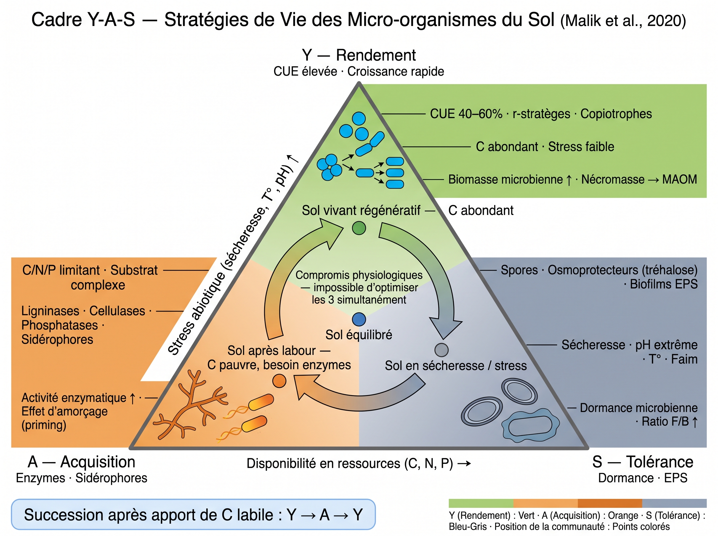 Stratégies Y-A-S