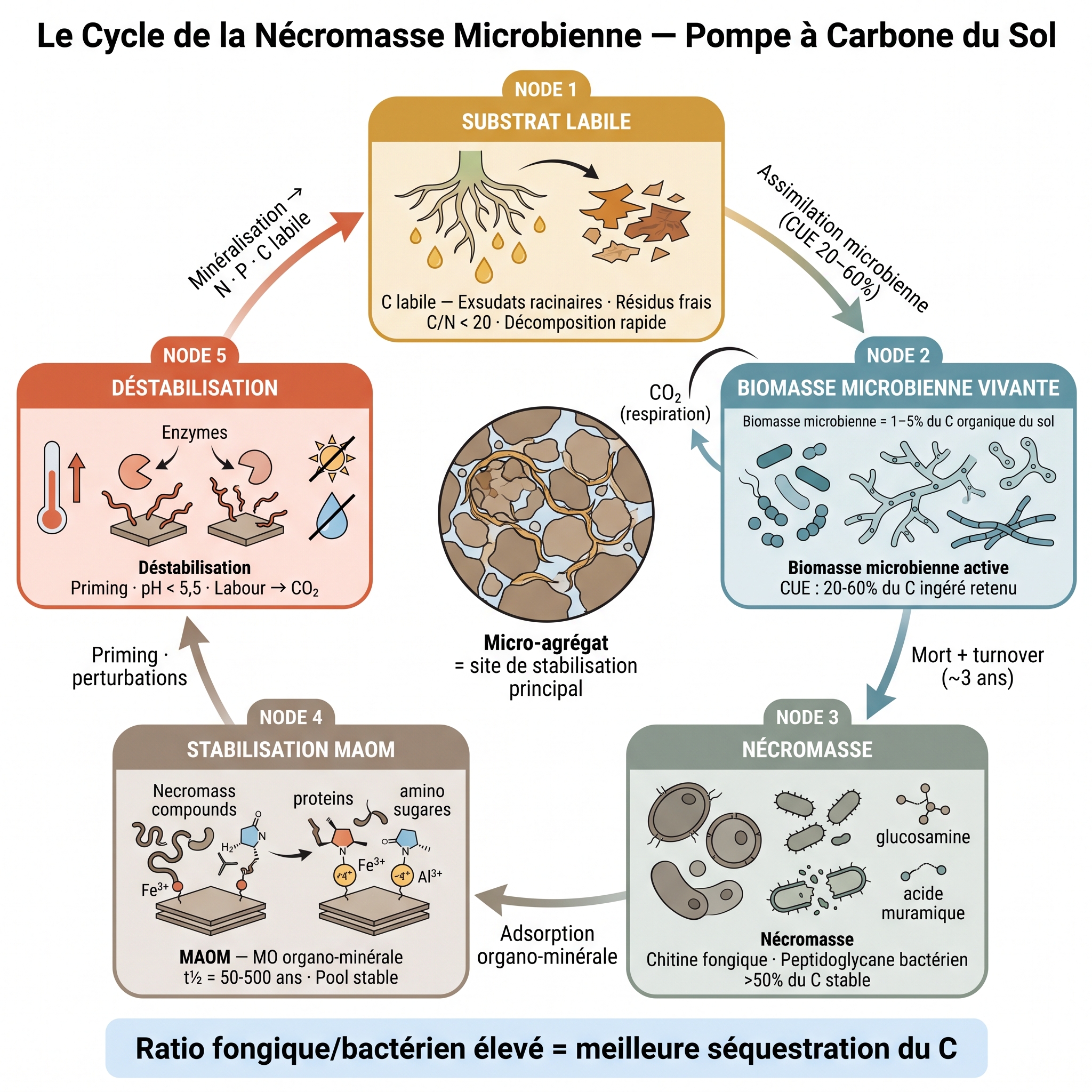 Cycle de la nécromasse