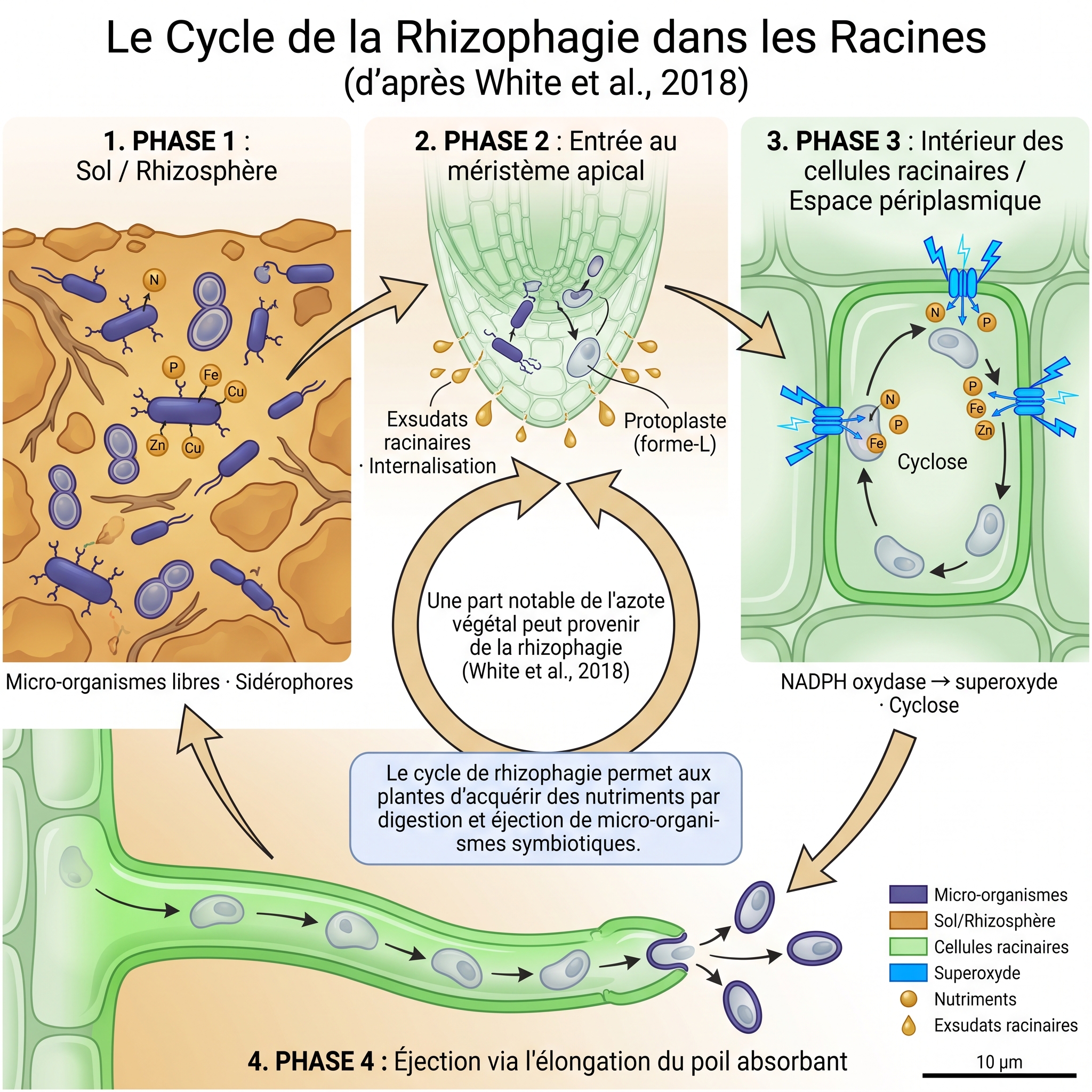 Cycle de la Rhizophagie