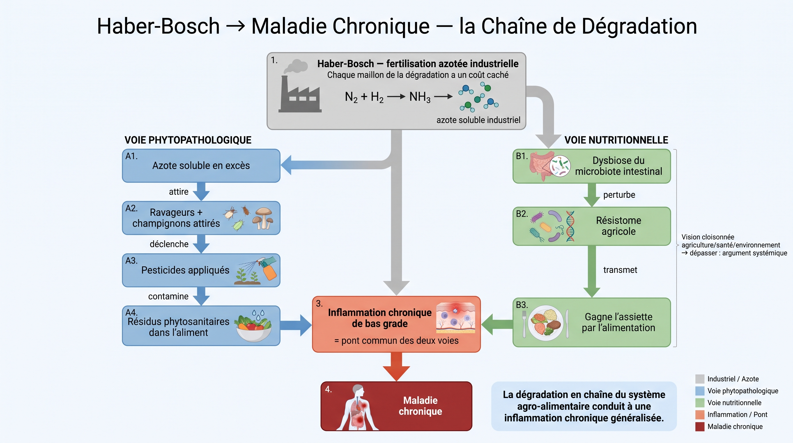 C2 — Haber-Bosch → Maladie chronique : la chaîne de dégradation