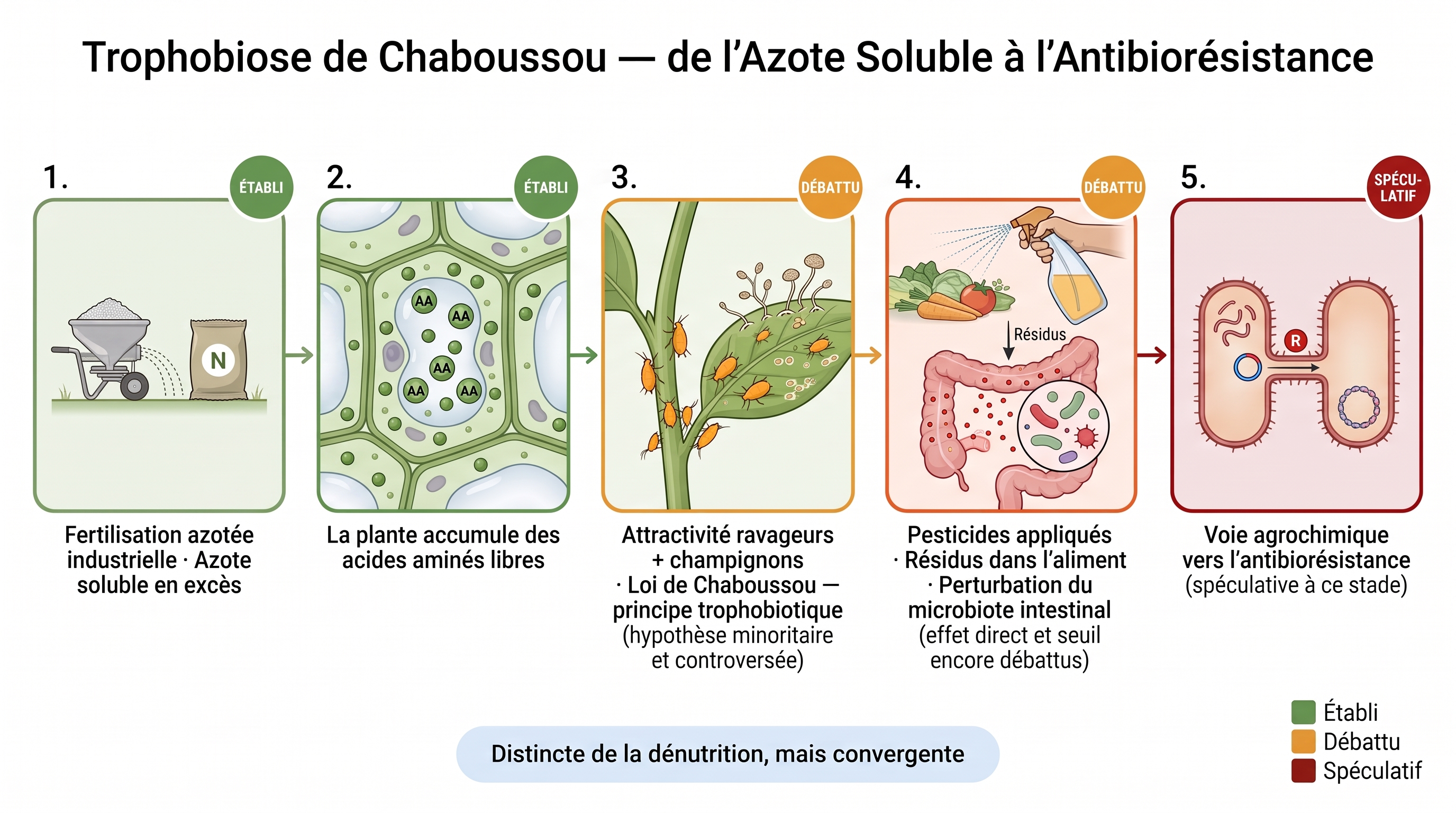 C19 — Trophobiose Chaboussou : N soluble → attractivité ravageurs → antibiorésistance