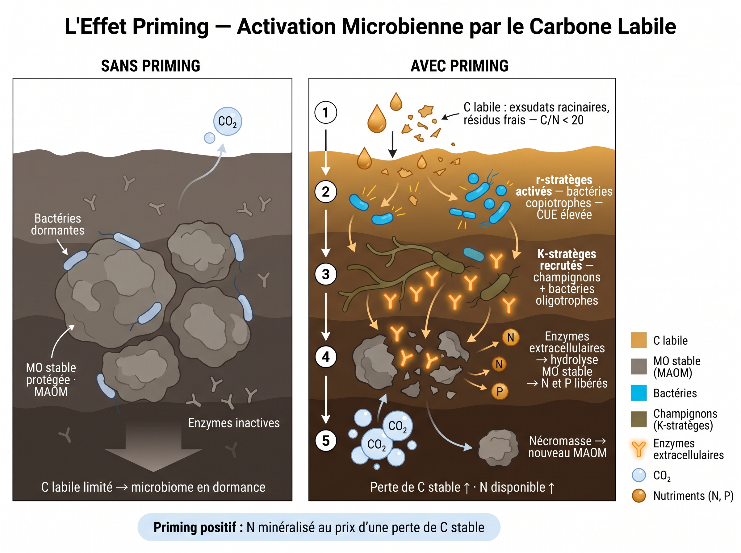 Priming effect