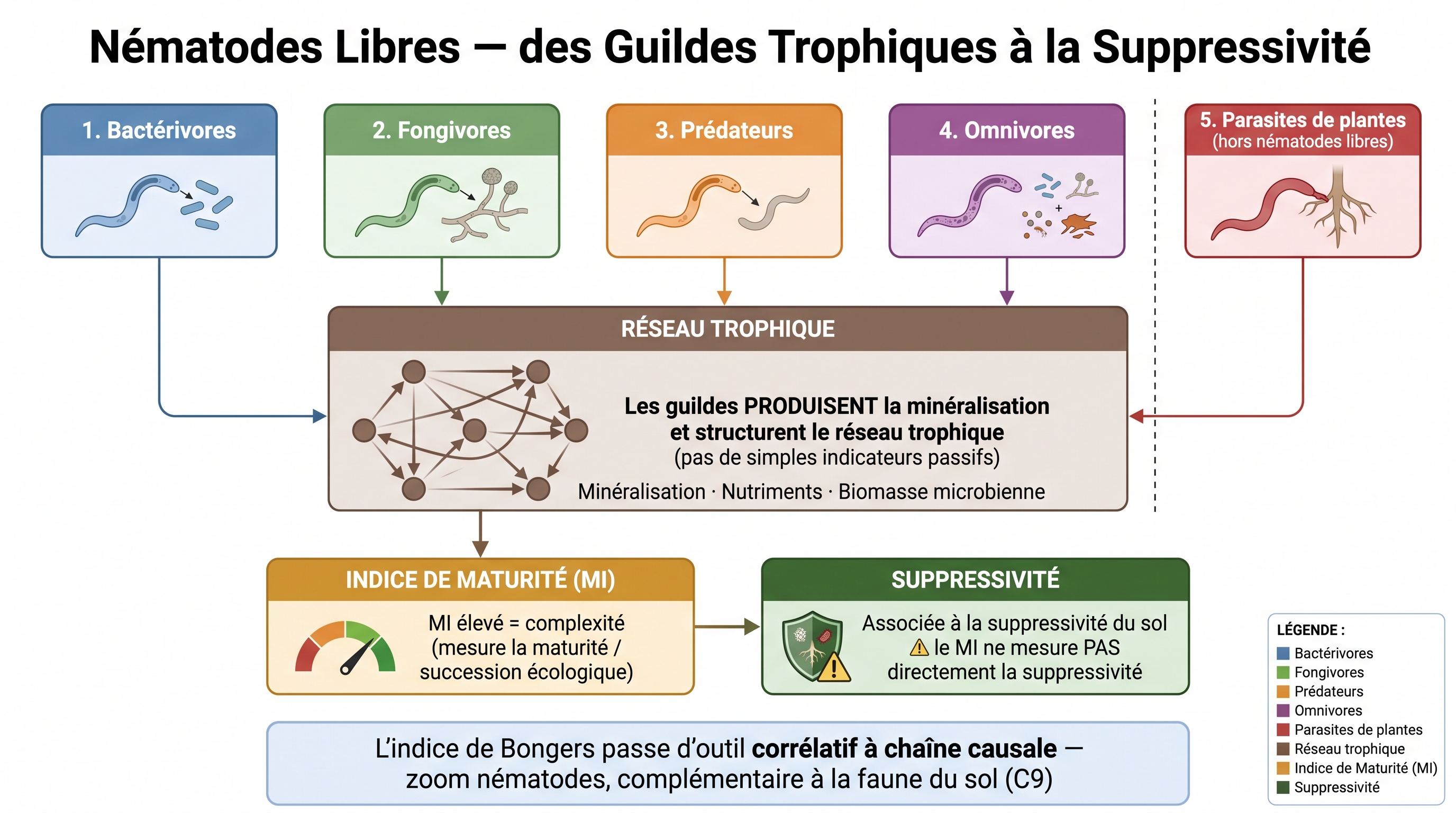 C45 — Nématodes libres : des guildes trophiques à la suppressivité
