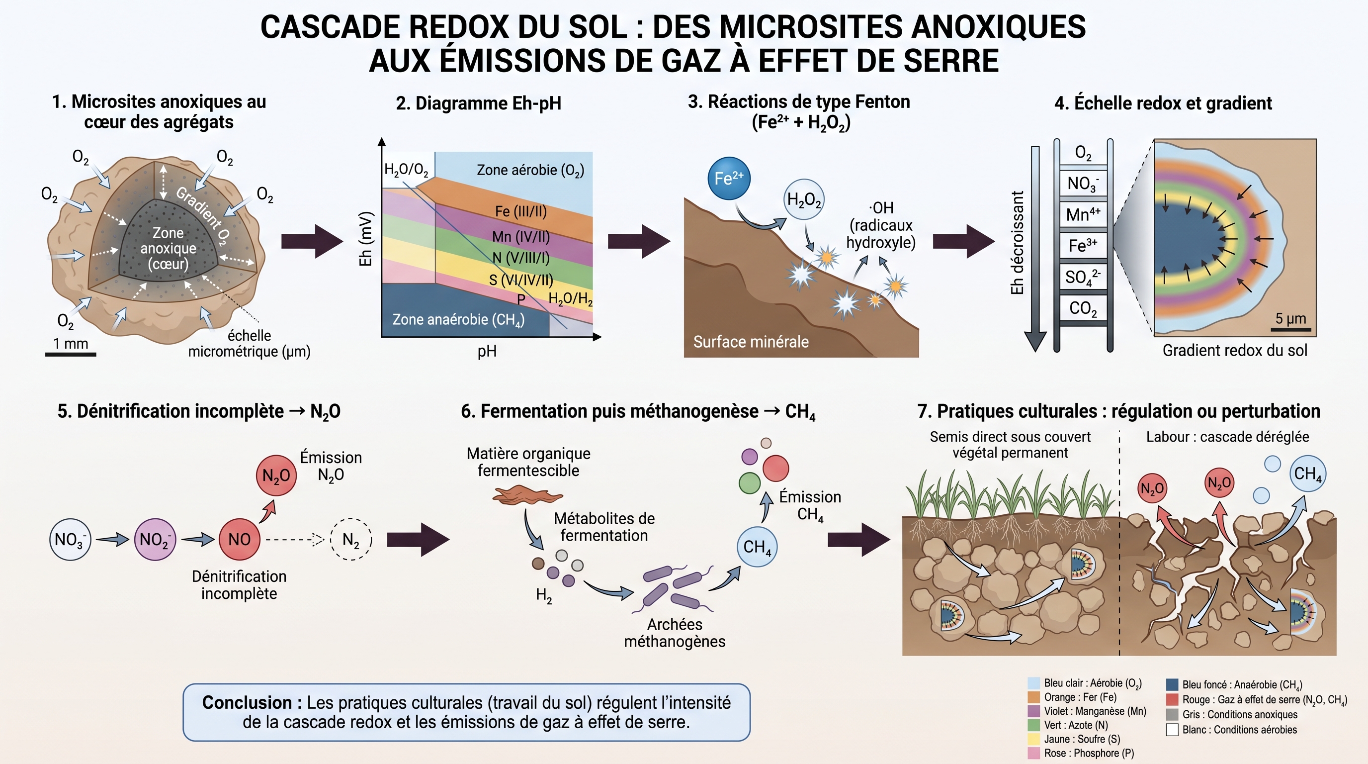 C12 — Cascade redox : des microsites anoxiques aux GES