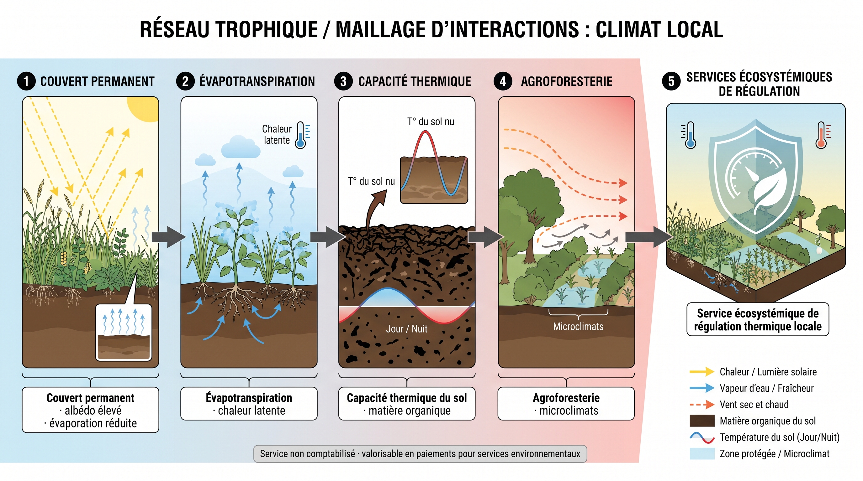 C20 — Thermorégulation édaphique : sol vivant comme tampon climatique local