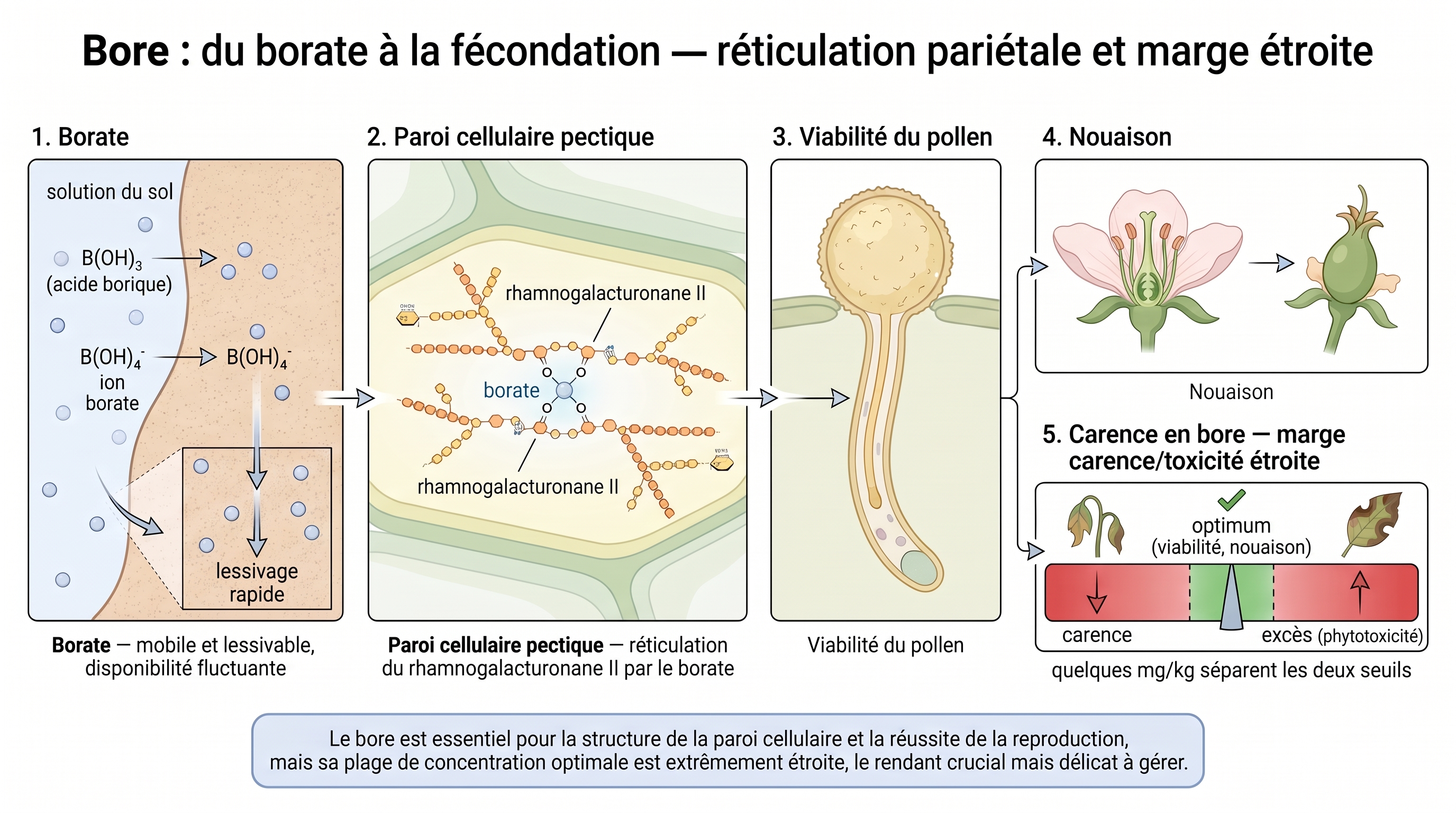 C37 — Bore : du borate à la fécondation — réticulation pariétale RG-II et marge étroite