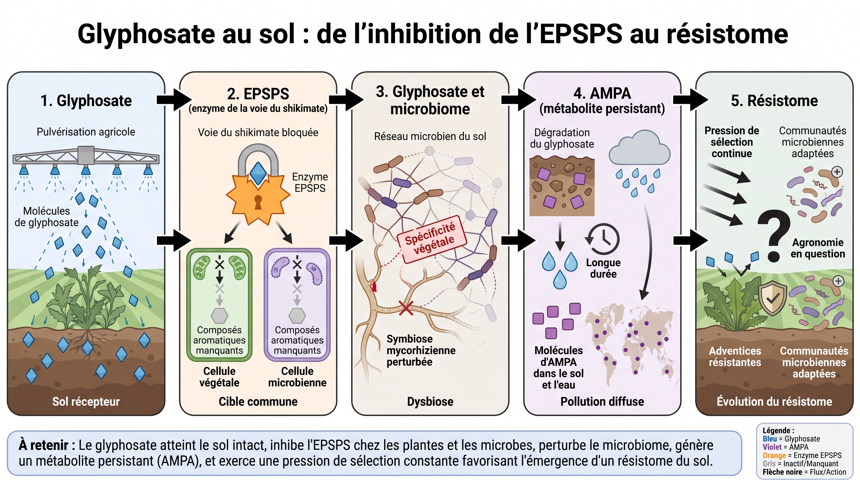 C52 — Glyphosate au sol : de l'inhibition de l'EPSPS au résistome