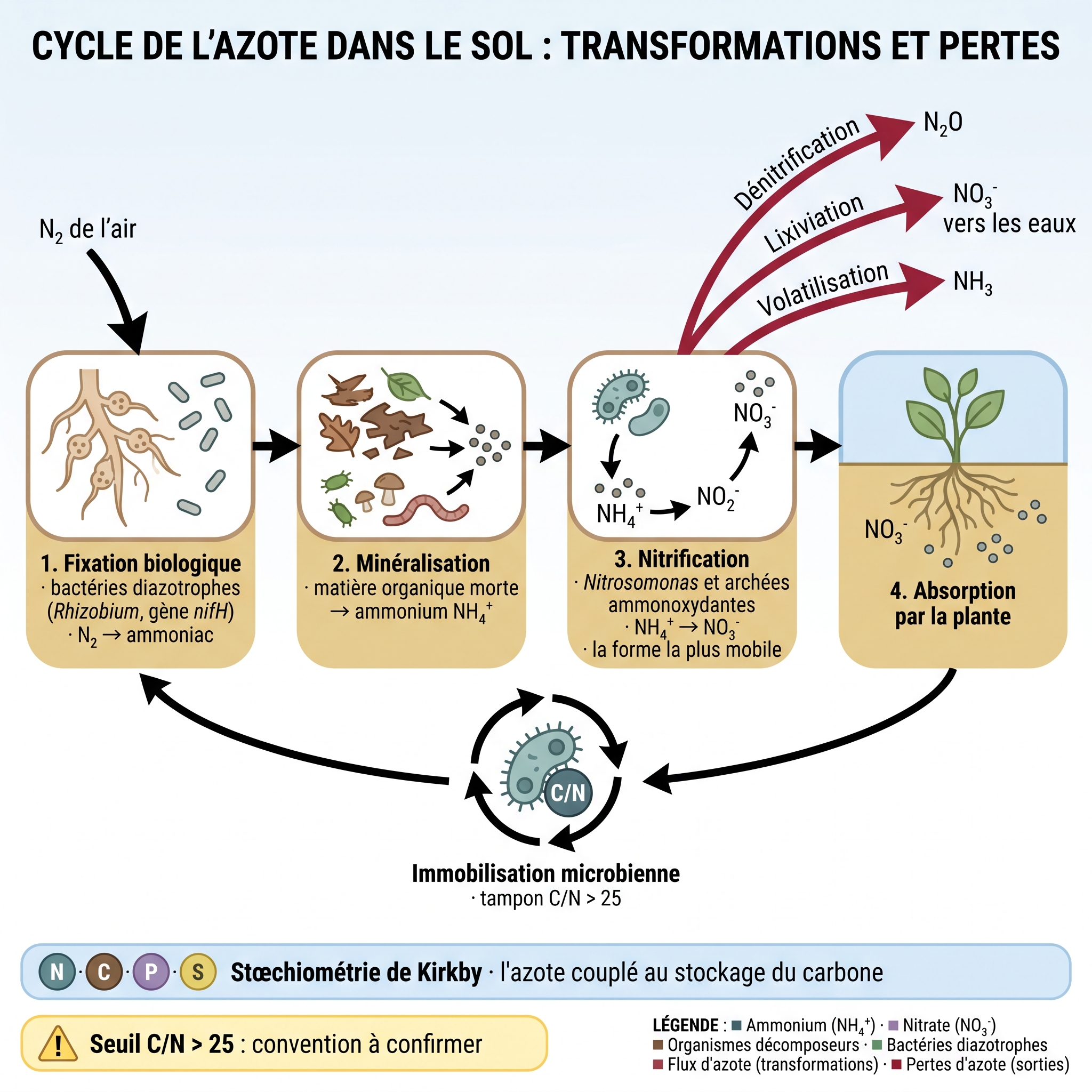 Cycle de l'azote : fixation, minéralisation, nitrification, pertes