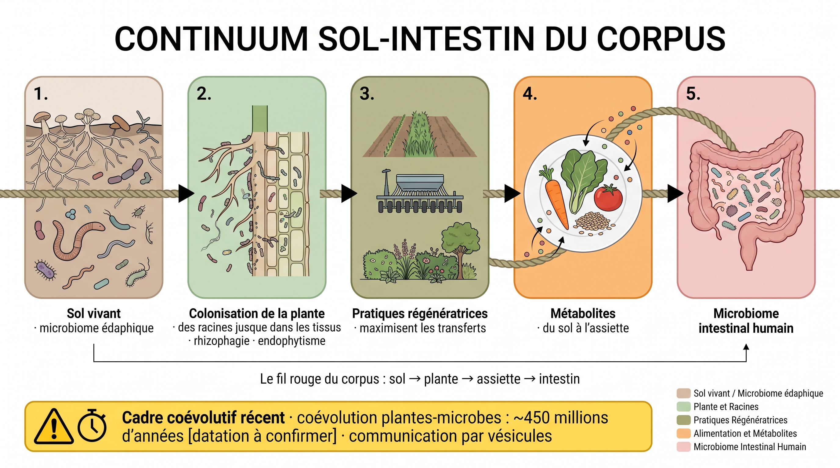 Continuum sol-plante-humain : le fil rouge du corpus