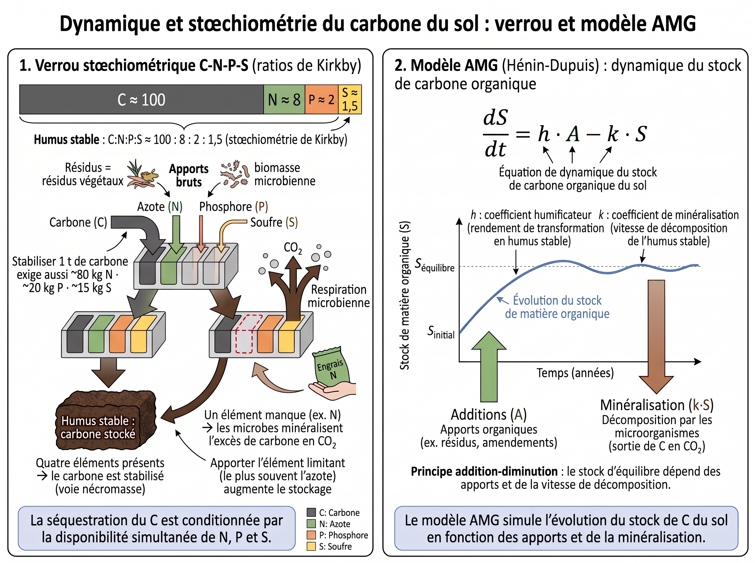 Stœchiométrie CNPS et modèle AMG